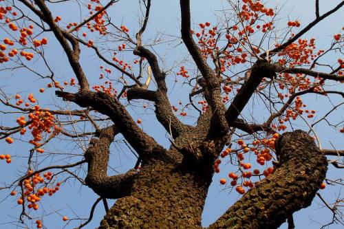 描述柿树的句子