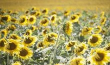 泰戈尔：过节的准备