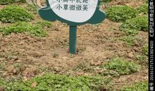 爱护花草的广告语