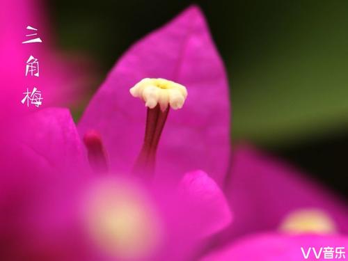 经典语录：即使世界上到处都是鲜花，但仍不足以满足您的微笑