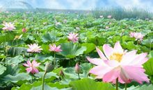 写花作文：荷花