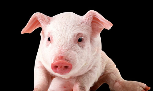 我的“丁浩飞”作文