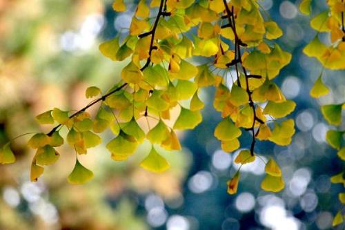 描述银杏叶的句子