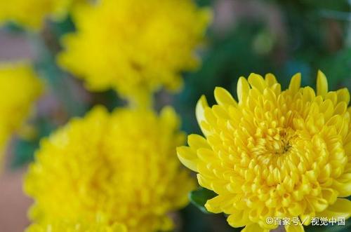 一段描述秋花的段落