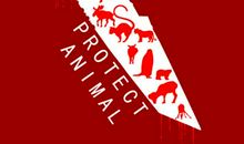 动物公益广告词