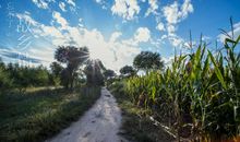 漂泊在外，村口的树就是故乡的旗帜