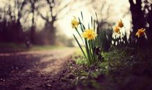 早安心语：花开有时，竟已是千年