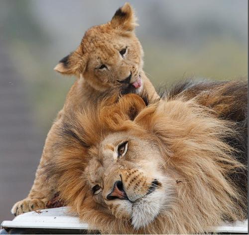 关于“非洲猫科动物”的思考