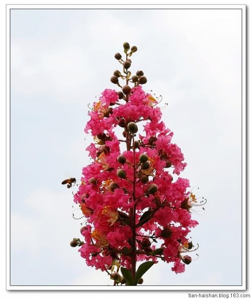 描述绉桃金娘花的句子