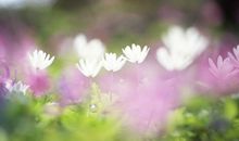 有关花的优美句子