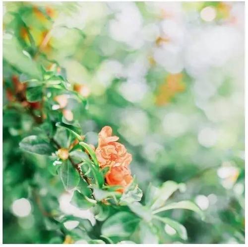 描写夏日风的诗