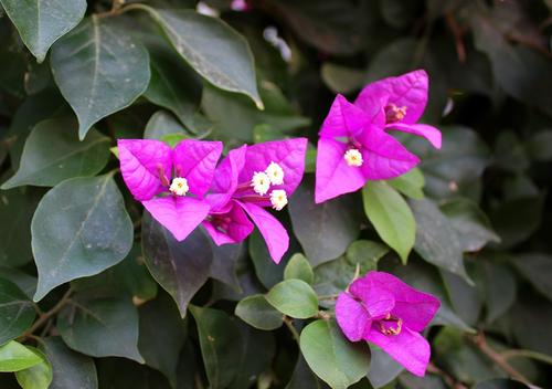 舒婷：阳光岩石下的九重葛