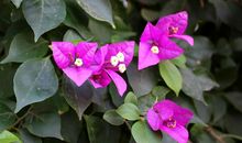 舒婷：日光岩下的三角梅