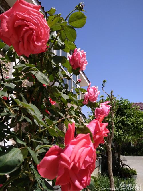 姐妹之间的祝福