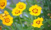 赞美太阳花的诗