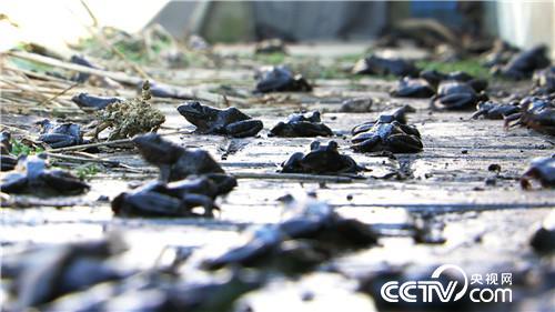 尹明山：47岁的企业家亿万富翁（3）