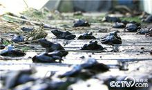 尹明善：47岁创业的亿万富翁（三）