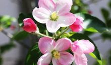 描写花儿的好句好段