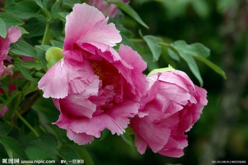 张康康:牡丹的拒绝