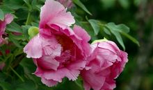 张抗抗：牡丹的拒绝