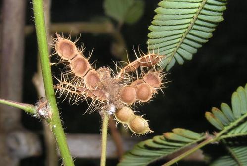 一个很好的部分描述含羞草