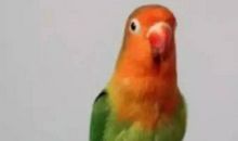 一只鹦鹉教给我们的人生真理