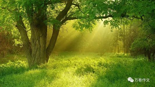 张康康:窗前的树