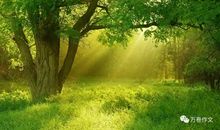 张抗抗：窗前的树