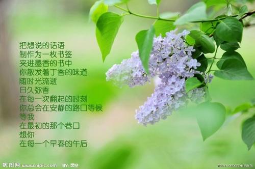 描述淡紫色花的句子