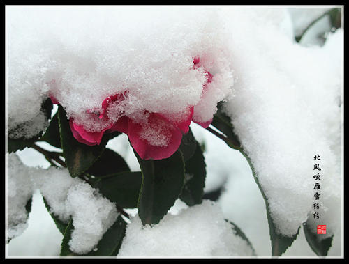 北方的风吹过大雁和雪