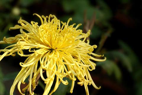 描述菊花的好句子