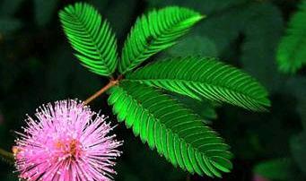 描述含羞草的句子