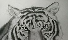 心中只有猛虎，怎能细嗅蔷薇？