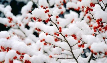 梅雪正春不愿描述这首诗