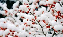 梅雪争春未肯降全诗