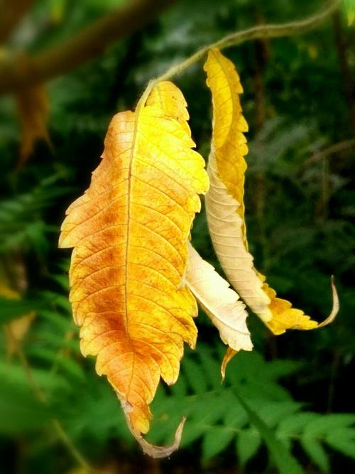 舒婷：秋天的夜晚送朋友