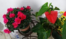 赞美杜鹃花的句子