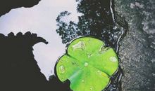 经典语录：做一个简单的人，看世间繁杂却不在心中留下痕迹