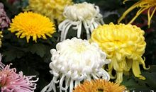 李清照：多丽·咏白菊