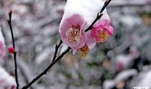 李清照：渔家傲·雪里已知春信至
