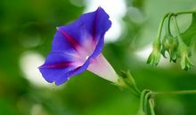 叶圣陶：牵牛花