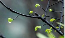 好雨知时节全诗