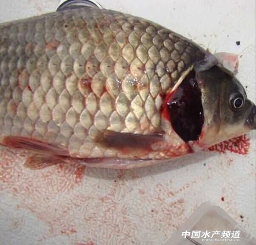 徐迪山:铁鱼底g