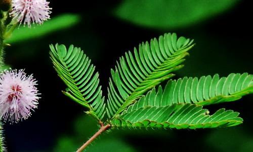 描述植物的片段