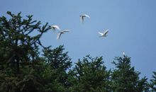 一行白鹭上青天全诗