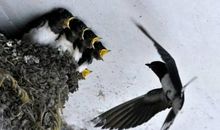 关于燕子的谚语