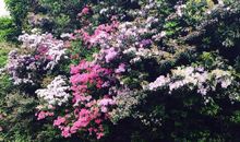 韩少功：山中异犬