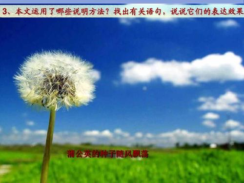 赞美蒲公英的句子