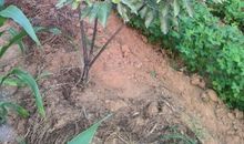 请告诉我，你是一棵什么树