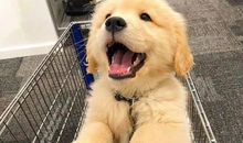 韩少功：猫狗之缘